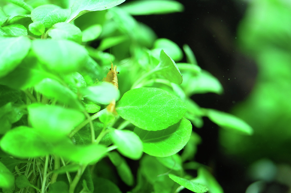 Das Bild zeigt eine Nahaufnahme von frischem, grünem Wasserpflanzenlaub der Marke Tropica, das für Aquarien geeignet ist. Im Vordergrund ist eine kleine, orangefarbene Garnele zu sehen, die sich zwischen den Blättern bewegt. Die Pflanzen sind ideal für Ga