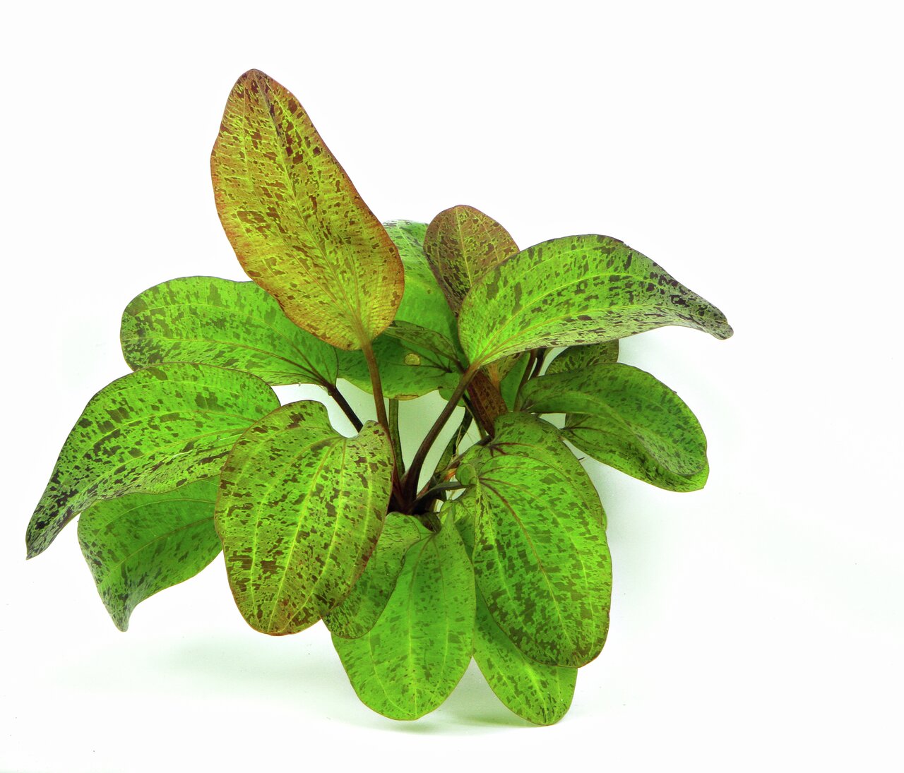 ALOHA Wasserpflanze, für Aquarien, große ovale Blätter mit grünen-rötlichen Flecken, ideal für nat. & dekorative Aquarienumgebung.