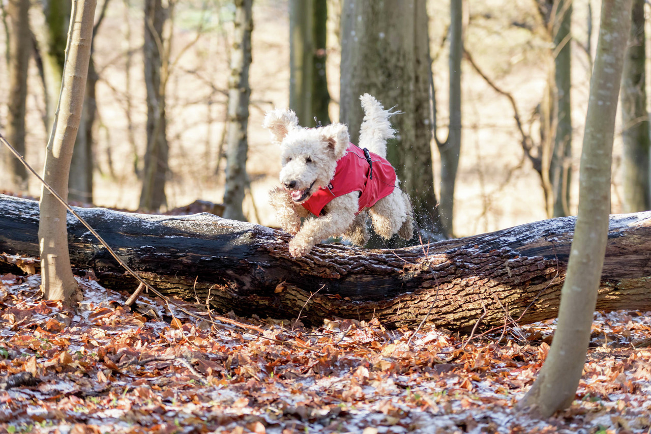 TRIXIE-Hundejacke, rot, für aktive Hunde, schützt vor Kälte, bietet Bewegungsfreiheit, ideal für Spaziergänge im Herbst.