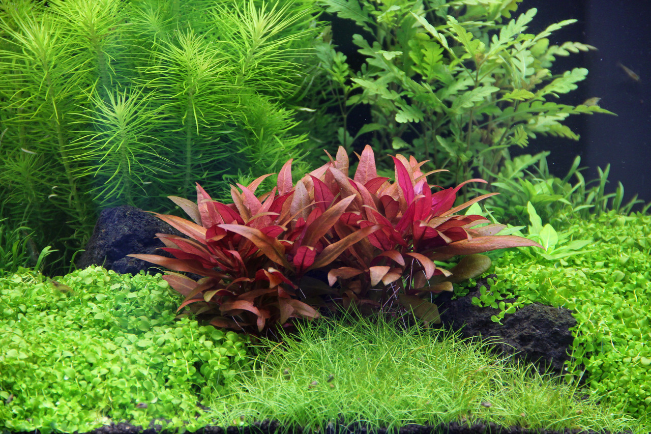 Üppig bepflanztes Aquarium: rote Alternanthera reineckii, grüne Bodendecker, filigrane Pflanzen im HG – ideal für Aquaristik-Liebhaber.