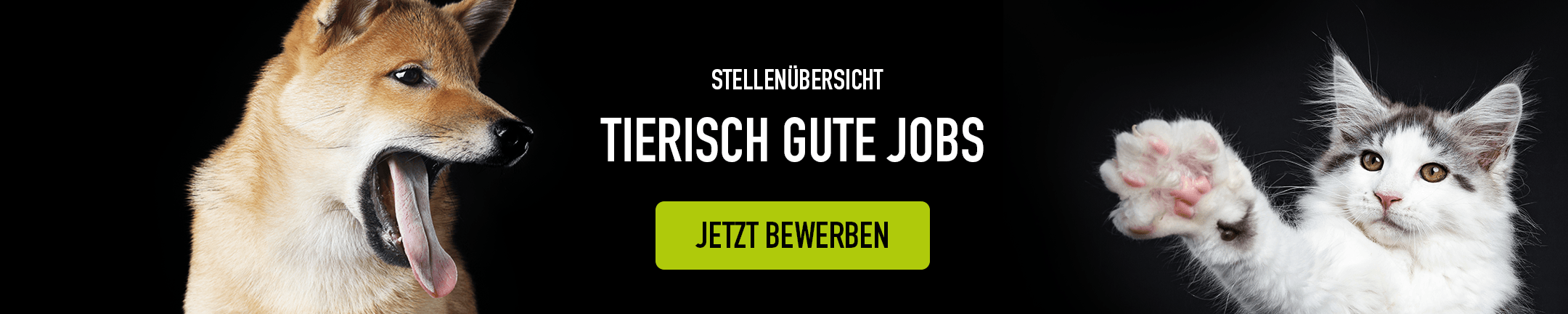 Karriere Banner Desktop 2160x432px