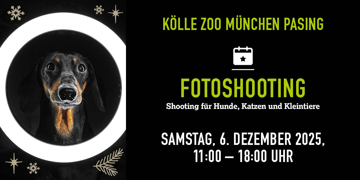 Hund schaut durch runden Lichtring, Infos zu Fotoshooting im Kölle Zoo München Pasing am 06. Dezember 2025.