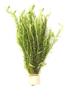 Dennerle Wasserpflanzen-Bündel, für Aquarien, dekorativ & Sauerstofflieferant, im Substratbehälter, ideal für gesunde Fischumgebung.