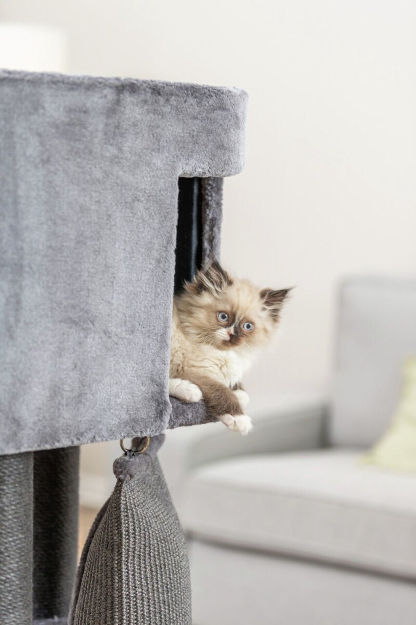 TRIXIE Kratzbaum für Katzen, mit Höhle (grau, weicher Stoff), hängenden Spielzeugen, ideal für junge-aktive Katzen.