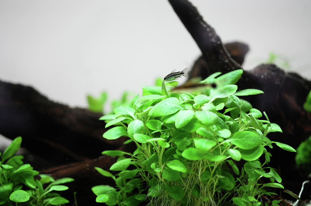 Das Bild zeigt eine üppige, grüne Aquarienpflanze der Marke Tropica, die in einem Aquarium mit natürlichem Holzdekor wächst. Auf der Pflanze sitzt ein kleiner Wels, der für Süßwasseraquarien geeignet ist. Die Pflanze ist ideal für Aquaristik-Enthusiasten 