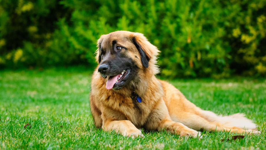 Entspannter Leonberger liegt im Gras