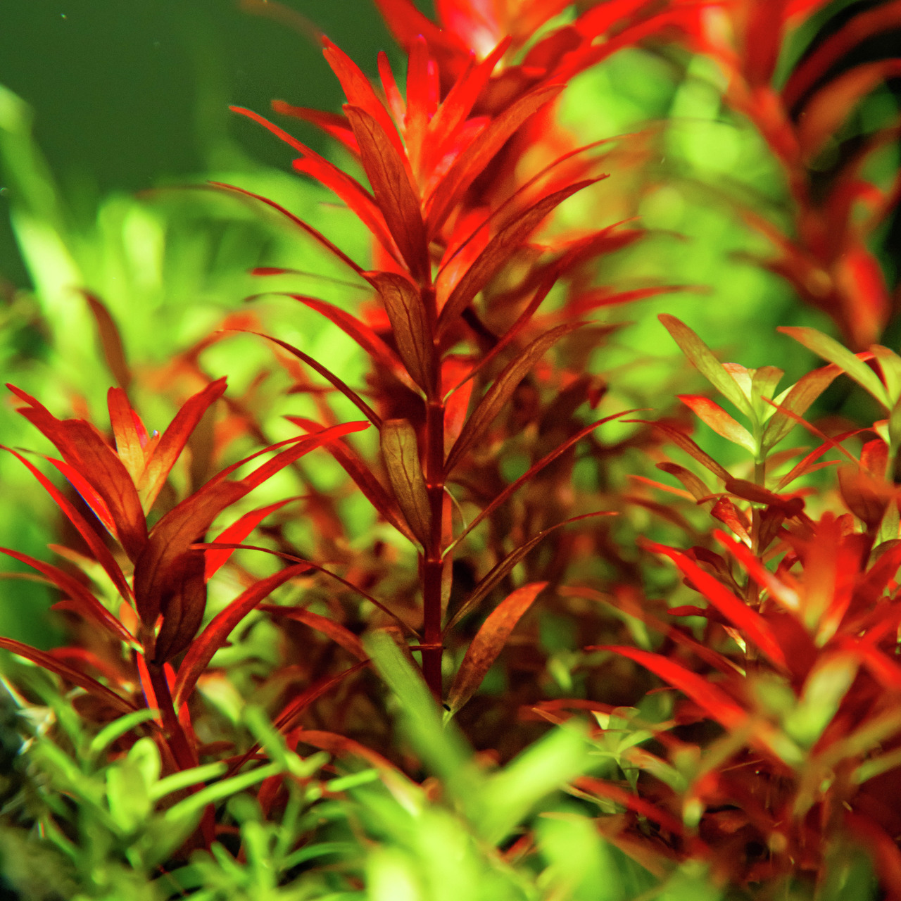Rotala rotundifolia BLOOD RED 1-2-GROW