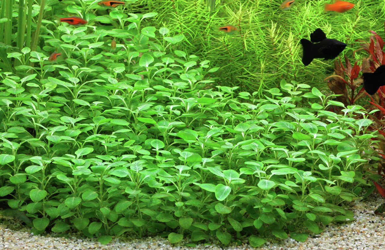 Aquarienpflanze "Micranthemum umbrosum" mit dichten, grünen Blättern, ideal für Zierfische. Bodengrund: heller Kies.