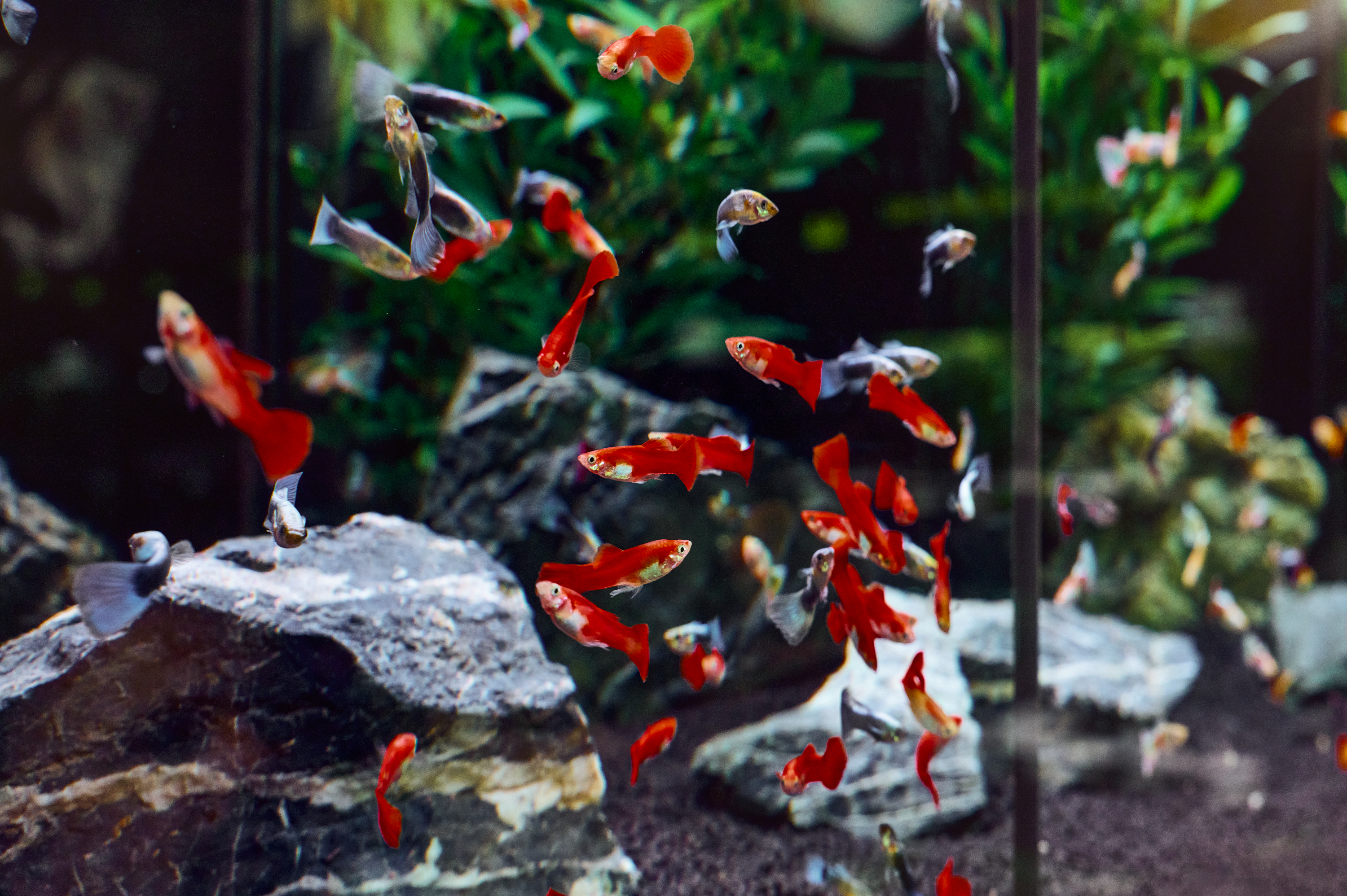 20250926 Koellezoo 01376