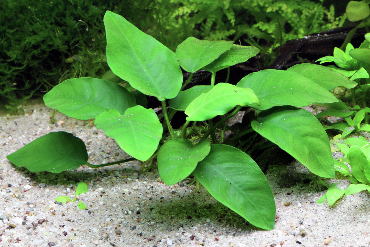 ALOHA Anubias barteri var. nana, robuste Pflanze für Süßwasseraquarien, ideal für Fische, langsam wachsend, pflegeleicht.