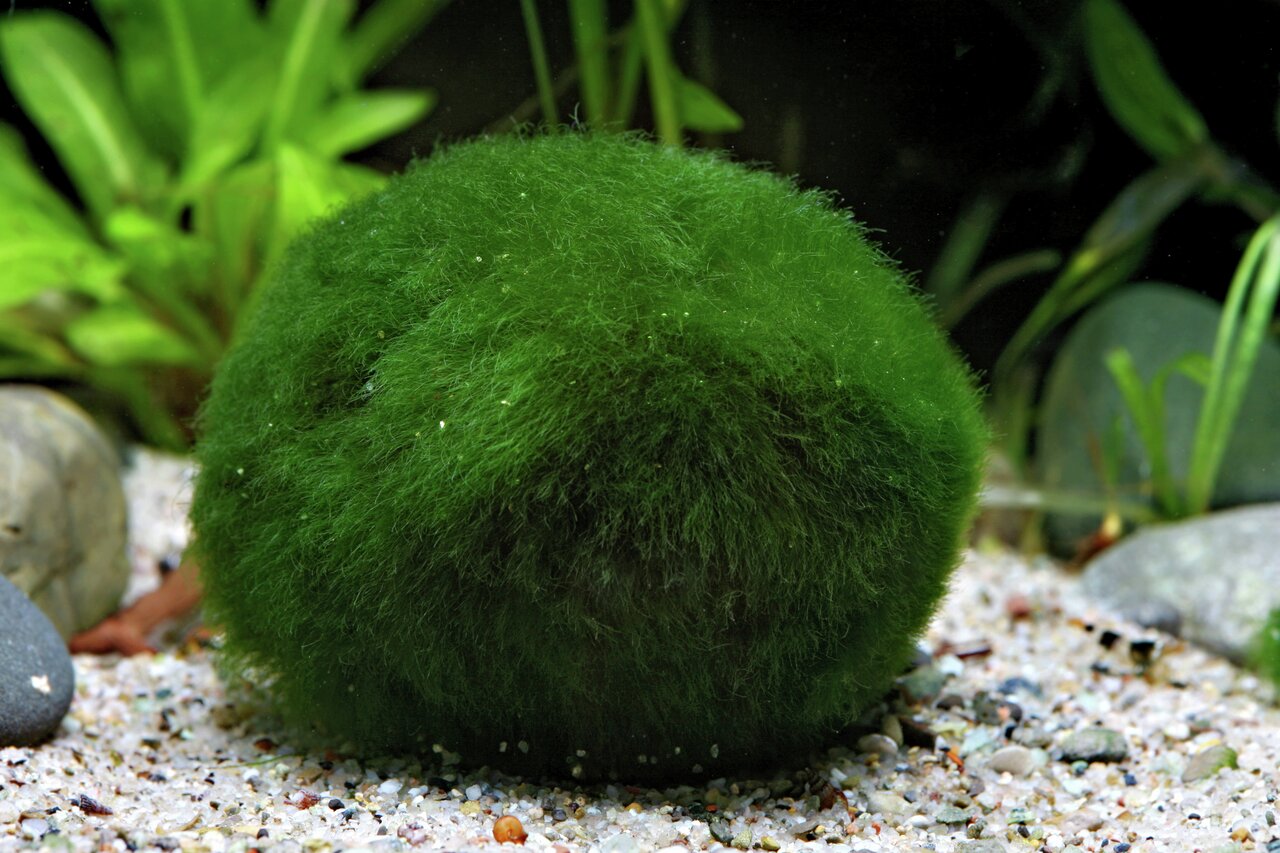 ALOHA Mooskugel, für Aquarienbesitzer, natürliche Deko, biologischer Filter, fördert Wasserqualität, kompakt, kugelförmig.