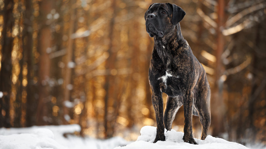 Gestromter Cane Corso in winterlichem Wald