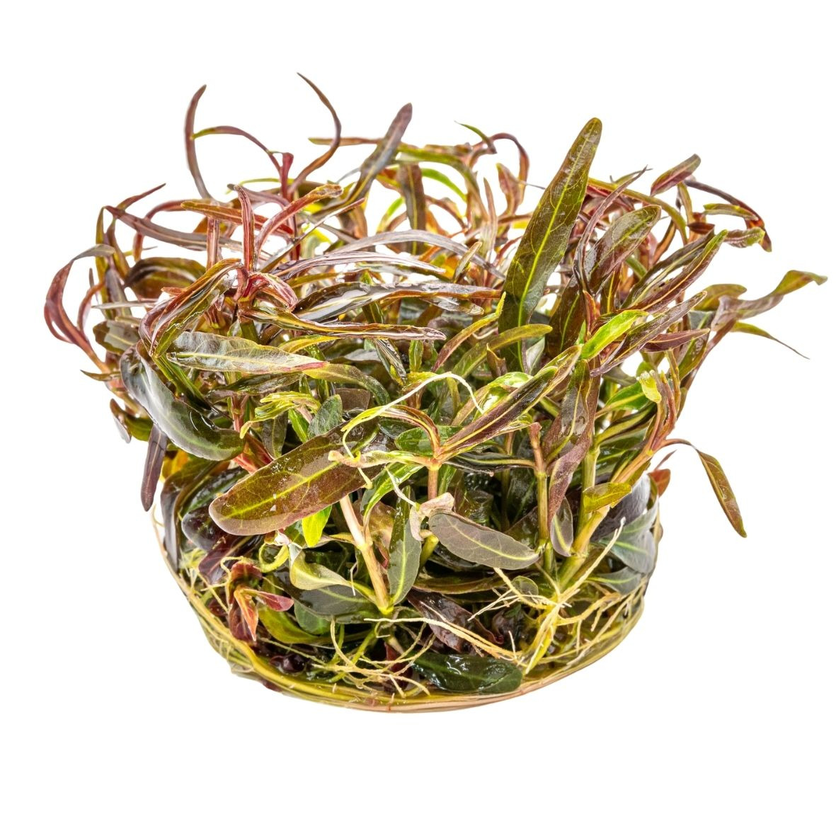 ALOHA Hygrophila lancea "Araguaia" Cup C139