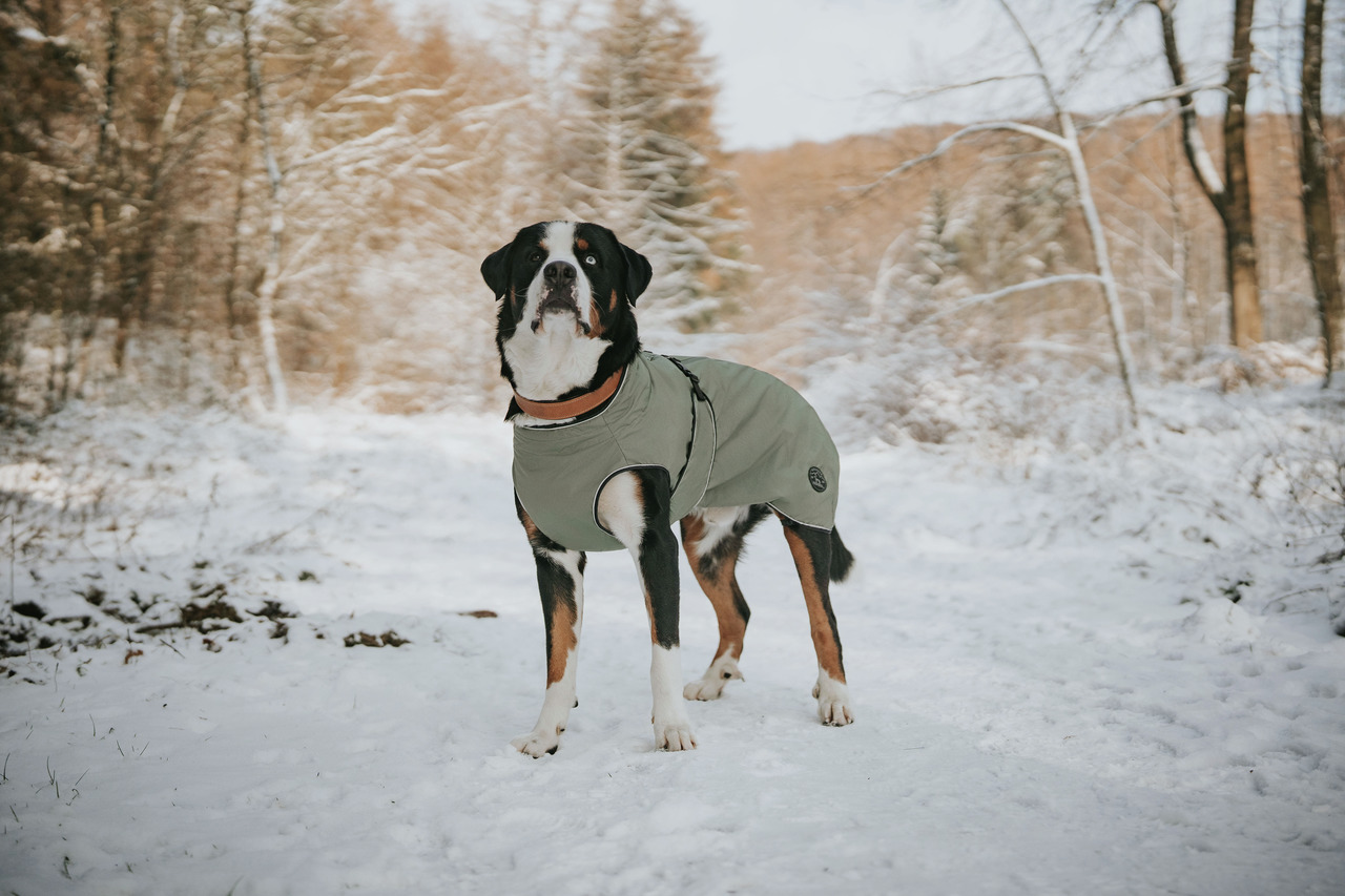 HUNTER Hundejacke, olivgrün, für große Hunde, schützt vor Kälte, ideal für Winterspaziergänge.