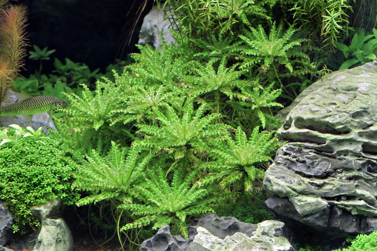 Üppig bepflanztes Aquarium mit Pogostemon helferi ("Kleiner Stern"), sattem Grün, dekorativen Steinen, Fisch & natürlicher Optik.