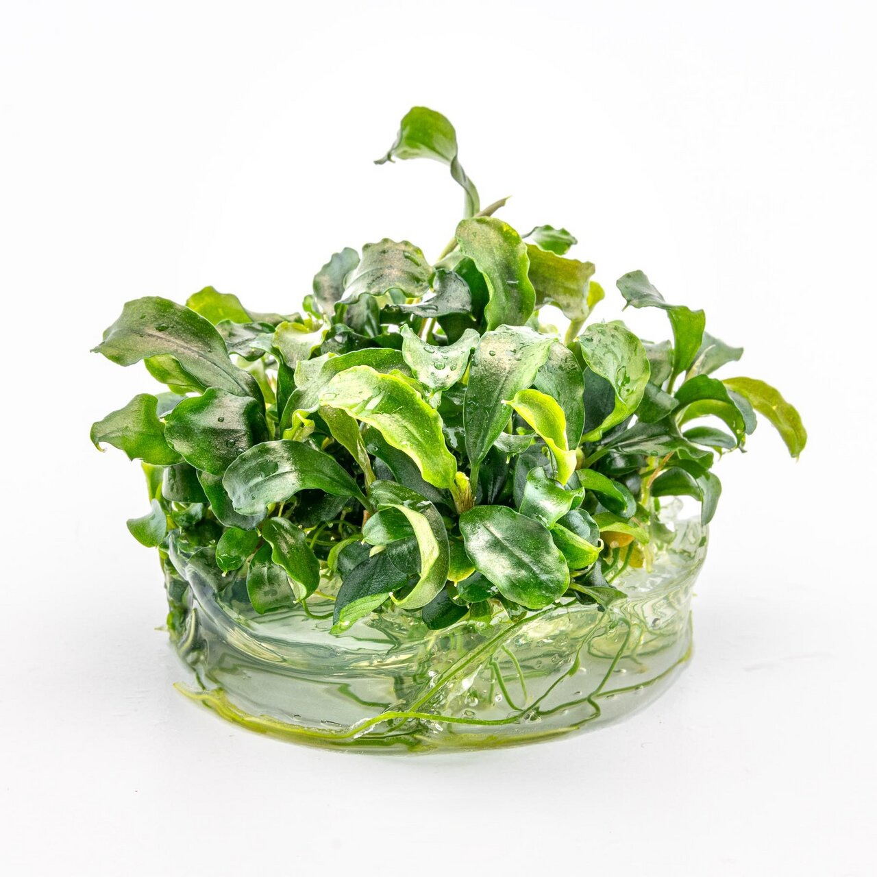 Das Bild zeigt eine grüne Aquarienpflanze der Marke ALOHA, die in einem transparenten Behälter mit Gel präsentiert wird. Die Pflanze ist für Aquarienliebhaber geeignet und dient als dekoratives Element sowie zur Verbesserung der Wasserqualität. Die Blätte