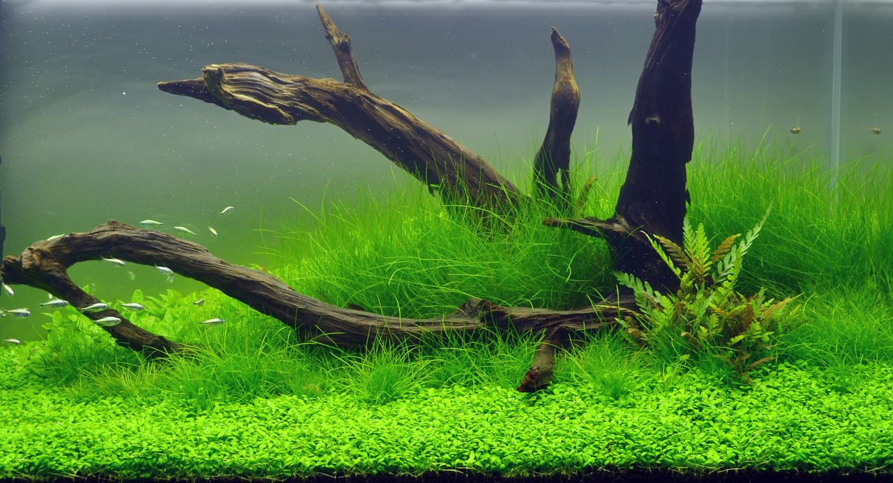 Üppig bepflanztes Aquarium mit Bodendeckern, Gräsern, Holzdeko, Fischen u. Schnecken