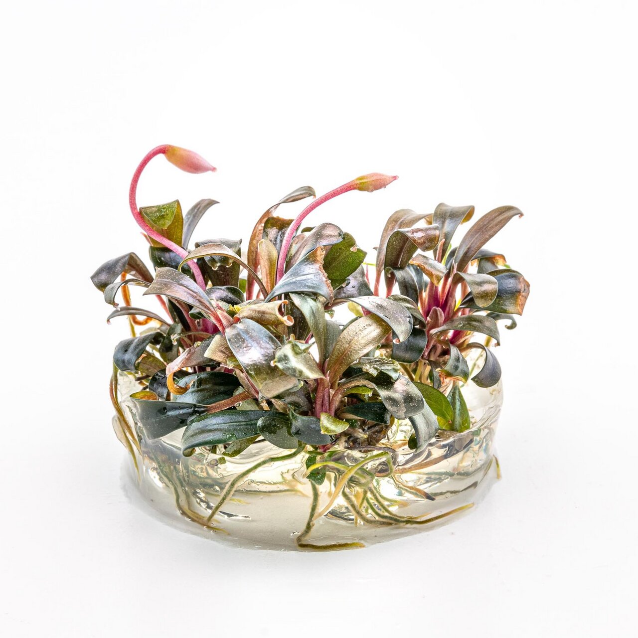 Bucephalandra-Pflanze im Gel-Substrat, ideal f. Aquaristik, dunkelgrüne Blätter, rötliche Stiele, pflegeleicht, dekorativ.