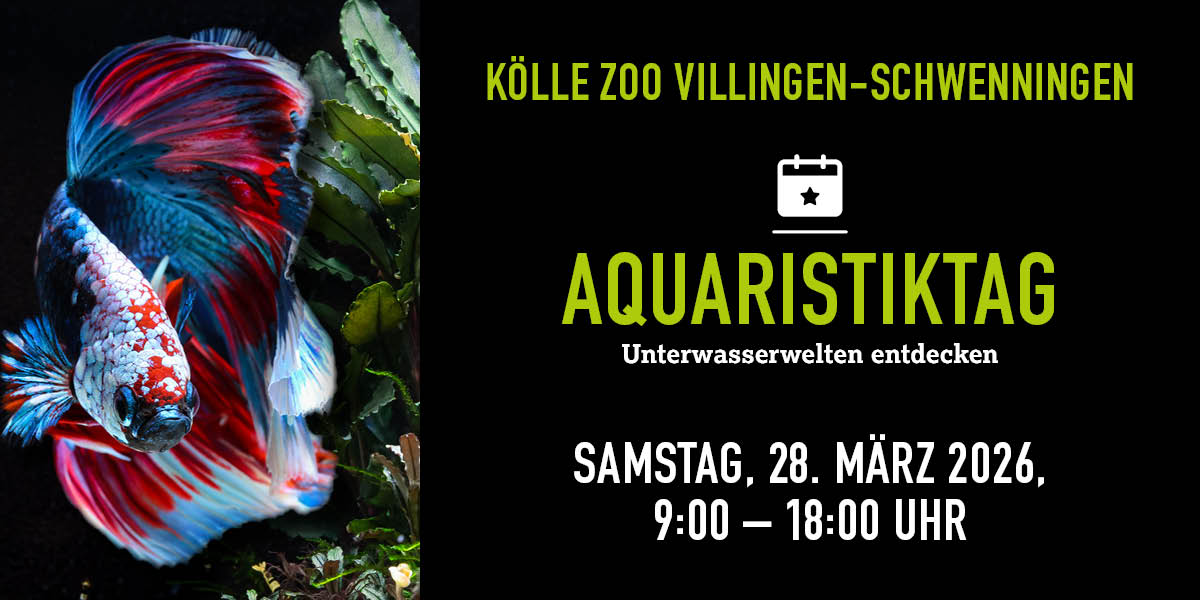 Bunter Kampffisch, Text bewirbt Aquaristiktag 