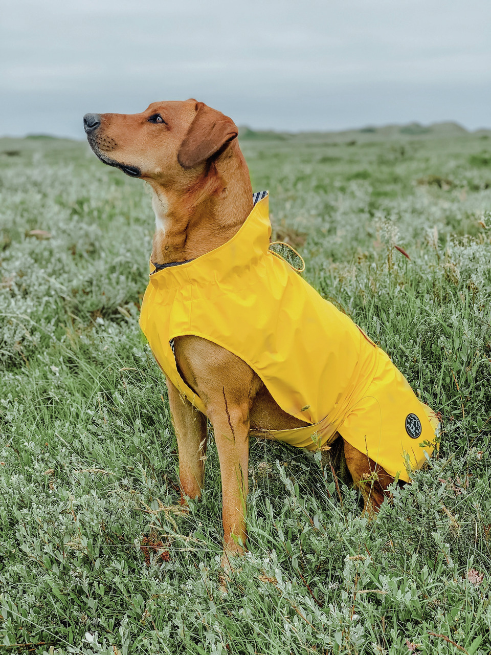 HUNTER Regenmantel für mittelgr. Hunde, gelb, schützt vor Regen/Wind, bietet Komfort & Bewegungsfreiheit. Ideal bei schlechtem Wetter.