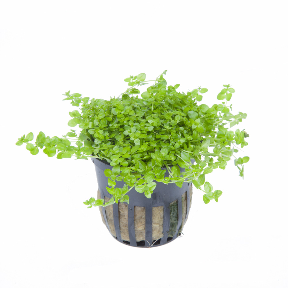 Tropica Micranthemum 'Monte Carlo', Süßwasseraquarien, kleine runde Blätter, Vordergrund, im Topf, EAN: 5703249048103.