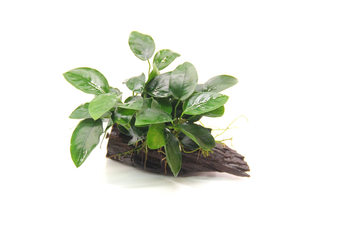 ALOHA künstl. Aquariumpflanze, grüne Blätter, auf Holz, pflegeleichte Deko für Aquarienliebhaber, EAN: 4251127233833.