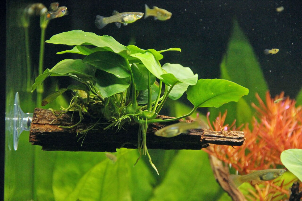 Ein Aquarium mit einer Anubias-Pflanze, die auf einem Stück Treibholz befestigt ist. Das Holz ist mit einem Saugnapf an der Aquariumscheibe fixiert. Im Hintergrund sind grüne und rote Wasserpflanzen sowie mehrere kleine Fische zu sehen. Die Szene vermitte