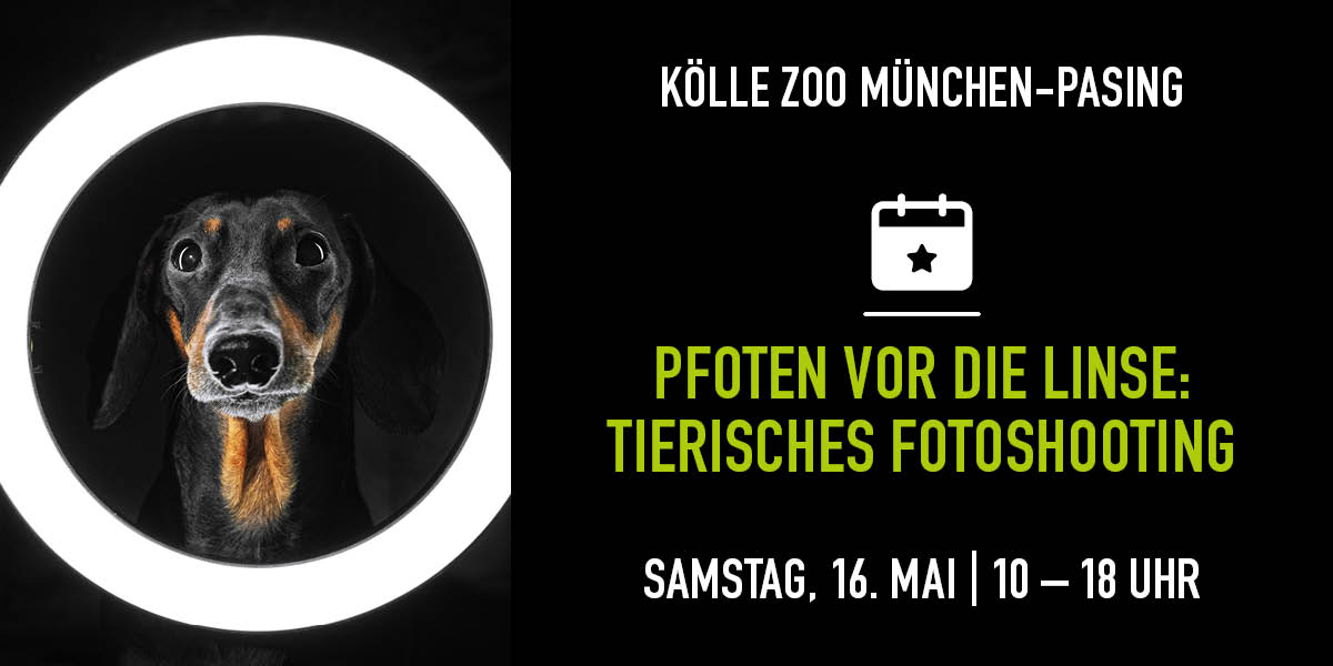 Hund schaut durch runden Lichtring, Infos zu Fotoshooting im Kölle Zoo 