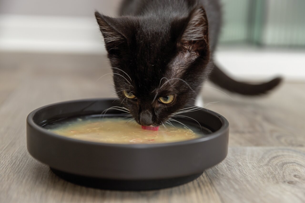 Eine schwarze Katze trinkt aus einem schwarzen Napf mit flüssigem Futter. Das Futter scheint Fleischstücke zu enthalten.