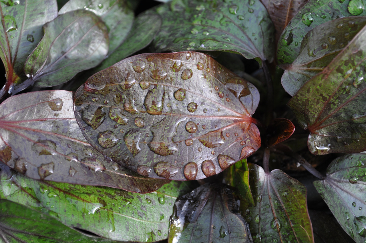 Nahaufnahme von dunkelgrünen bis rötlich-braunen, glänzenden Blättern mit Wassertropfen, die Frische und natürliche Struktur betonen.