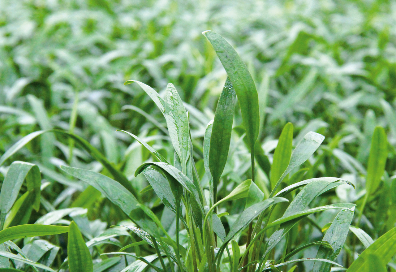 Frisches, grünes Gras mit Wassertropfen, lange schmale Blätter, feuchte Oberfläche reflektiert Licht, vermittelt Frische & Natur.
