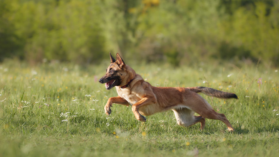 Athletischer Schaeferhund rennt ueber eine Wiese