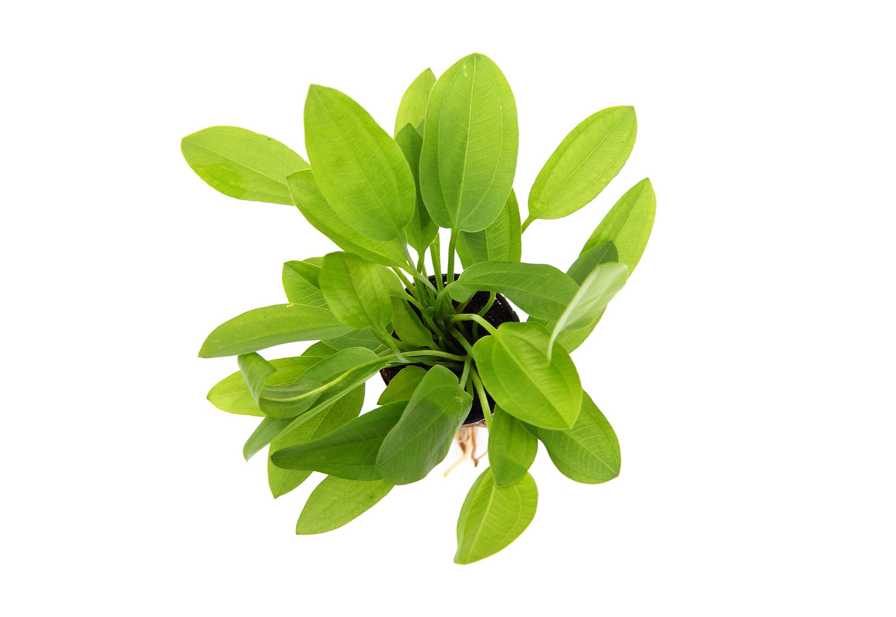ALOHA Wasserpflanze, für Aquarien-Teiche, längl. grüne Blätter, fördert O2, bietet Verstecke, ideal für Süßwasser, Aquaristik-Fans.