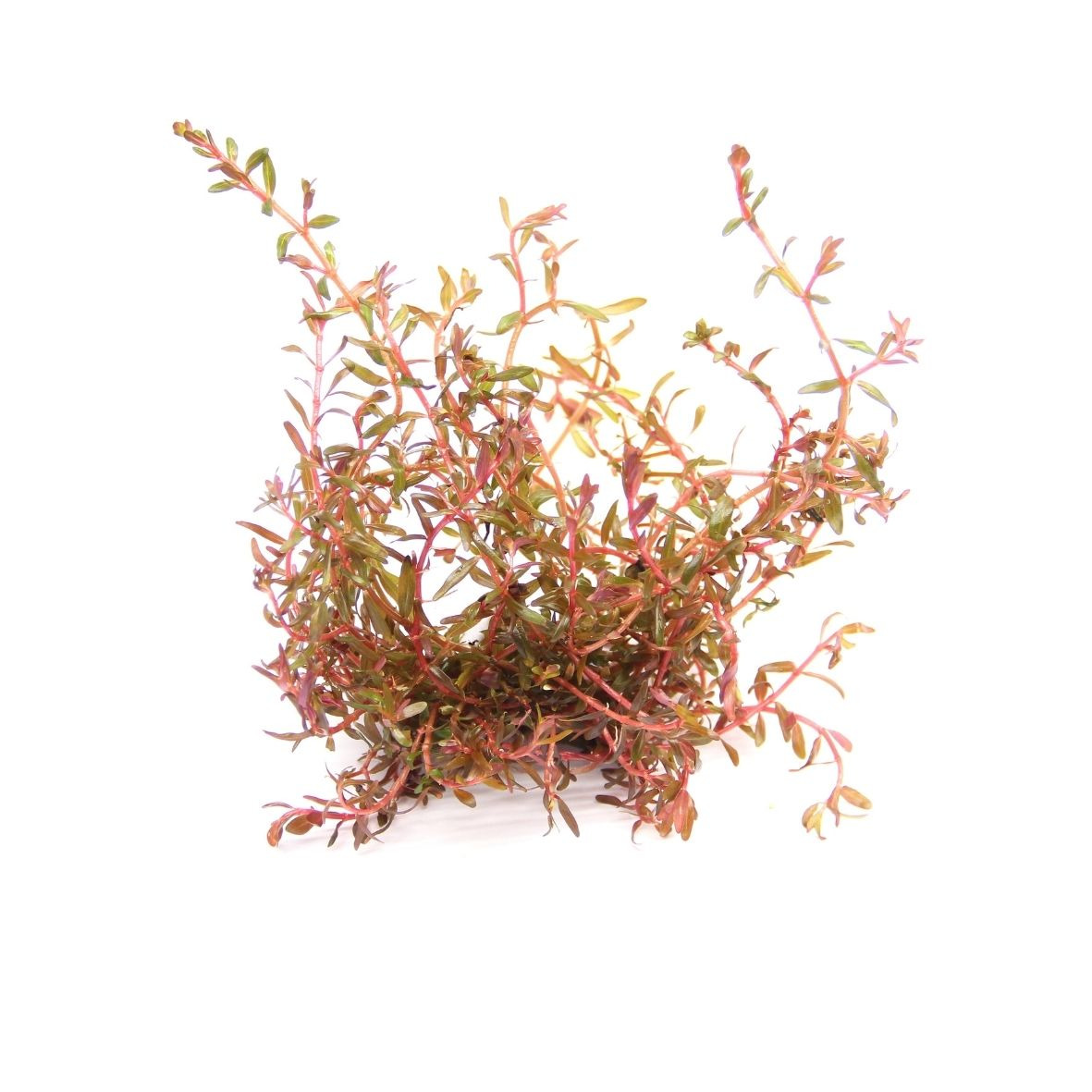 ALOHA Rotala rotundifolia sp. H´RA