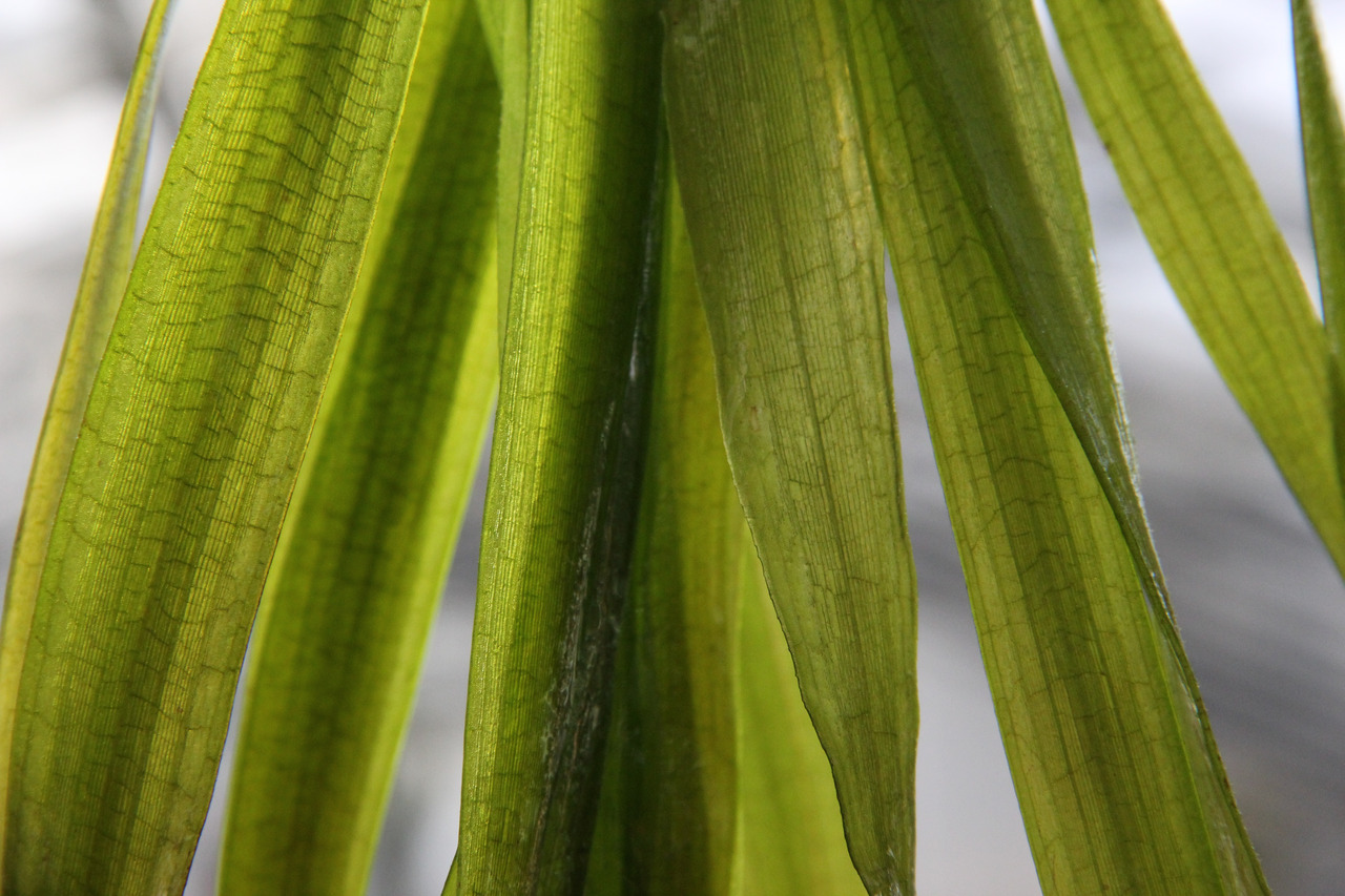 ALOHA Vallisneria australis GIGANTEA
