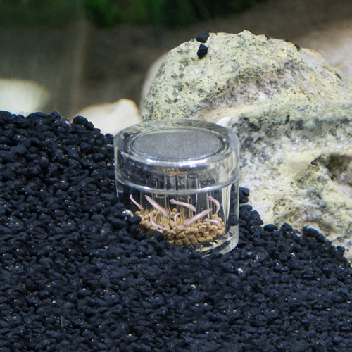 Das Bild zeigt das Produkt "HOBBY Artemia-Sieb" für Aquaristik-Enthusiasten. Es handelt sich um ein durchsichtiges Sieb, das auf schwarzem Kies in einem Aquarium platziert ist. Es enthält Artemia-Nauplien, die als Futter für Fische und Garnelen dienen. Id