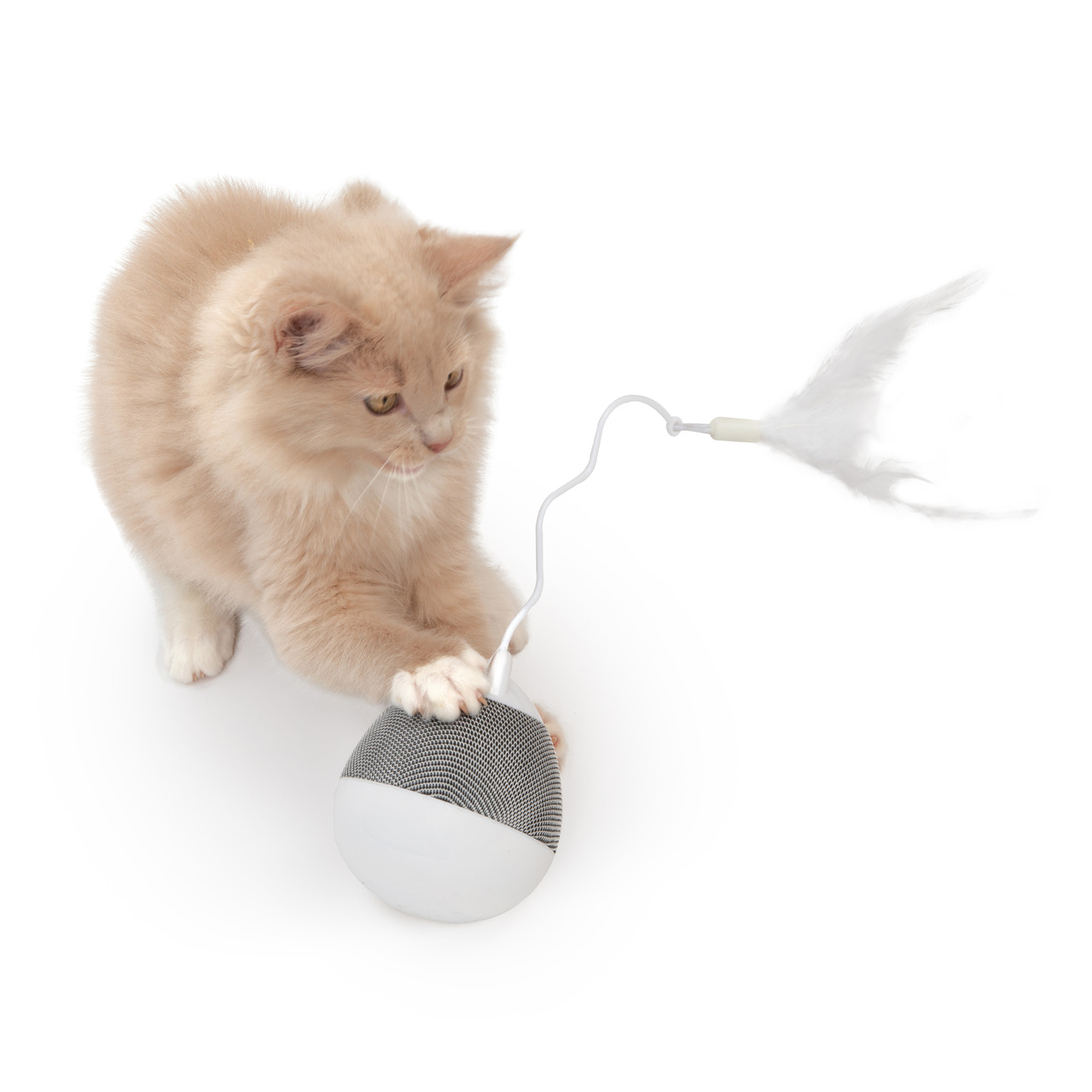 Ein cremefarbener, flauschiger Kater spielt mit dem interaktiven Katzenspielzeug „Catit PIXI Spinner“. Das Spielzeug ist für Katzen aller Altersgruppen geeignet und verfügt über eine Feder, die die Jagdinstinkte anregt. Es kombiniert Bewegung und Unterhal