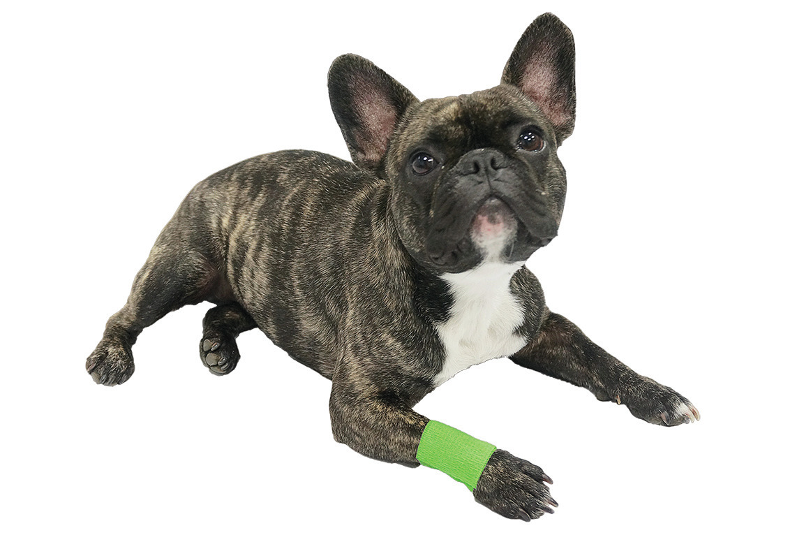 Vetlando elastischer Verband für Hunde, grün, Schutz & Komfort, ideal für verletzte/empfindliche Pfoten.