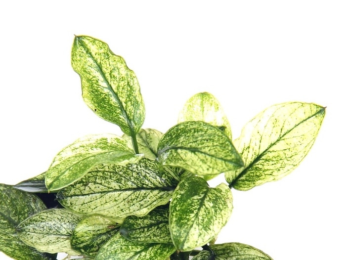 tropica Anubias barteri var. nana PINTO