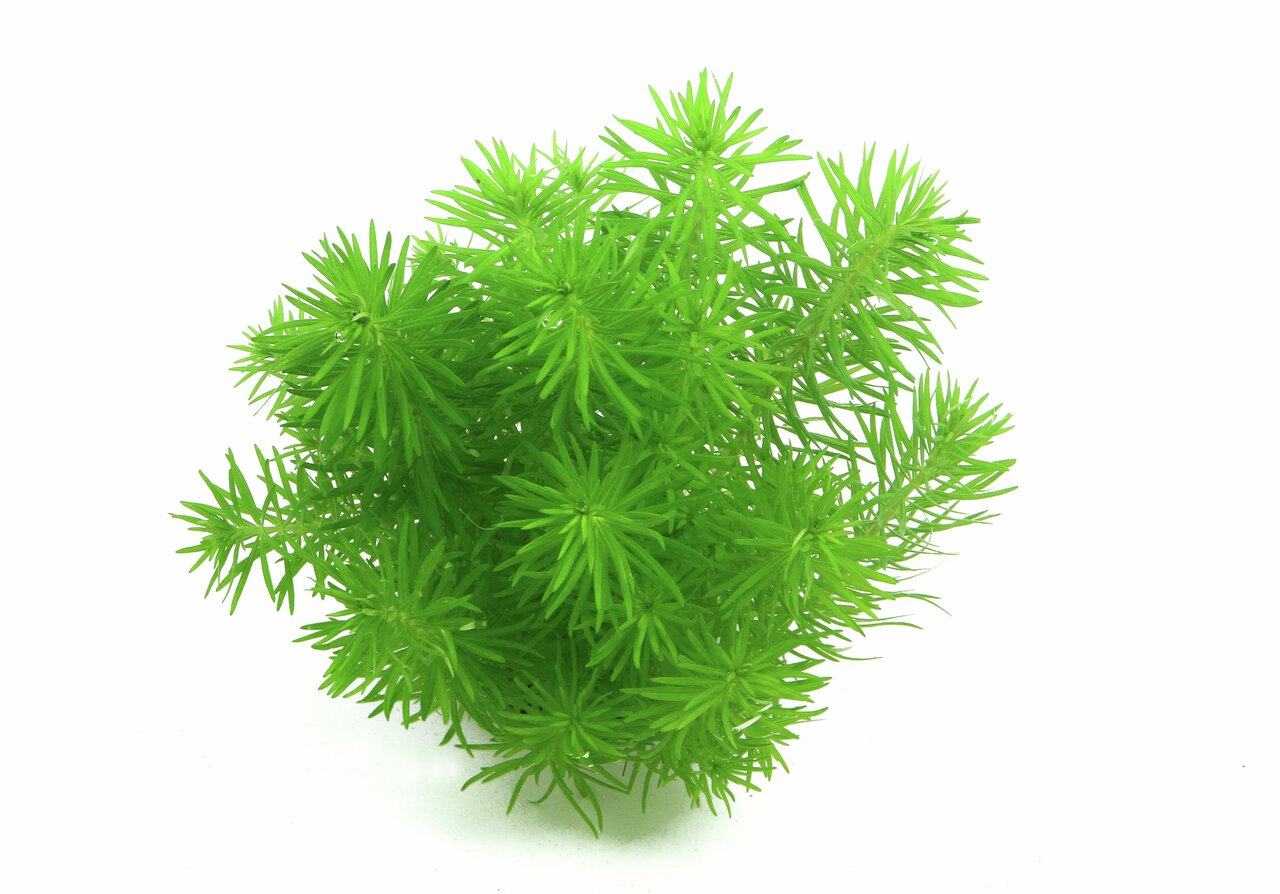 ALOHA künstl. Aquariumpflanze, für Aquarien, leuchtend grün, detailreich, Kunststoff, Versteckmglk. für Fische, Deko.