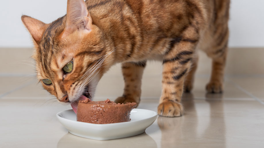 Bengale beißt in Nassfutter, das auf einem weißen Teller liegt, der auf dem Boden steht.
