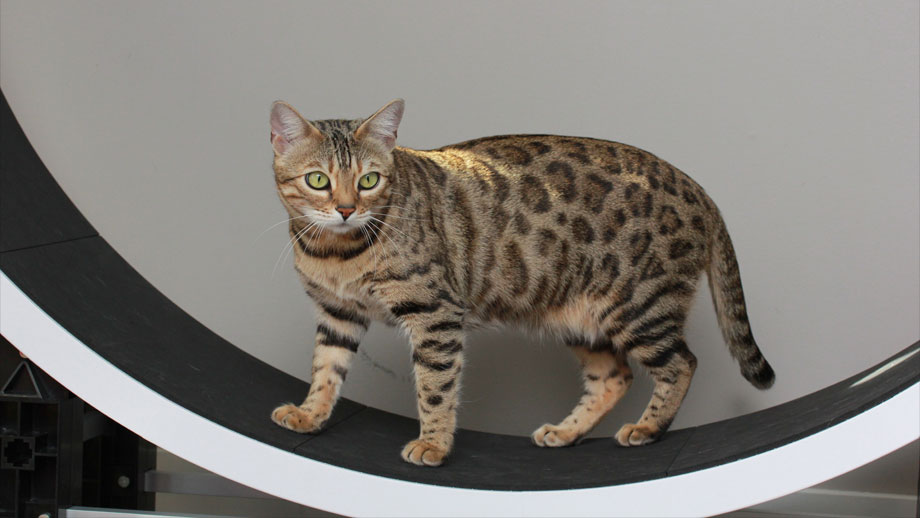 Katzenlaufrad Teaser2