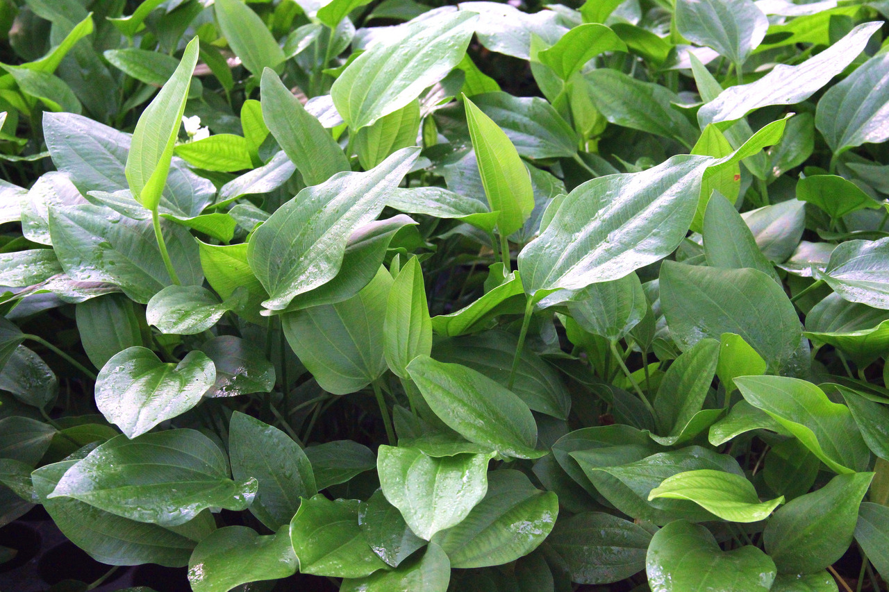 Das Bild zeigt eine Nahaufnahme von üppigen, grünen Blättern der Pflanze Sagittaria sagittifolia, auch bekannt als Pfeilkraut. Die Blätter sind glänzend und haben eine pfeilförmige Struktur. Die Pflanze wächst dicht beieinander und vermittelt einen frisch