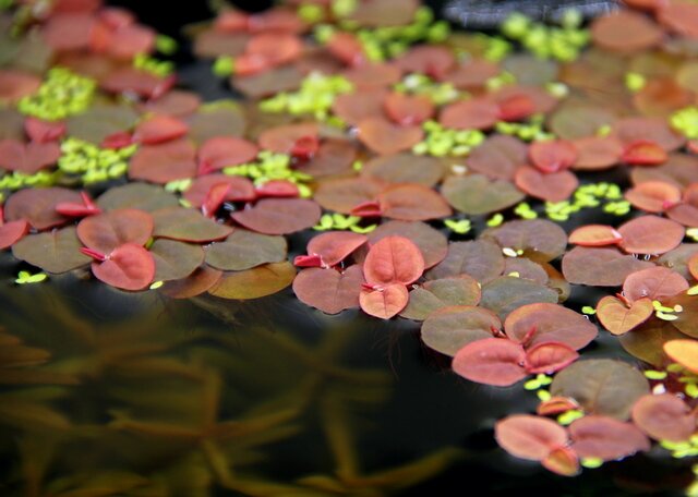 Rote & grüne Schwimmpflanzen für Teiche, kontrastreiche Blätter, ideal für Fische.