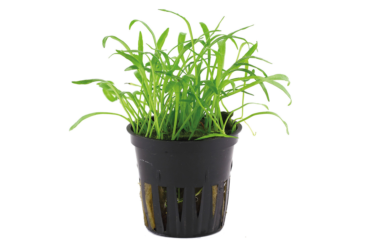 Tropica Helanthium tenellum, Bodendecker für Süßwasseraquarien, fördert Sauerstoff, natürliche Umgebung, im schwarzen Kunststofftopf.