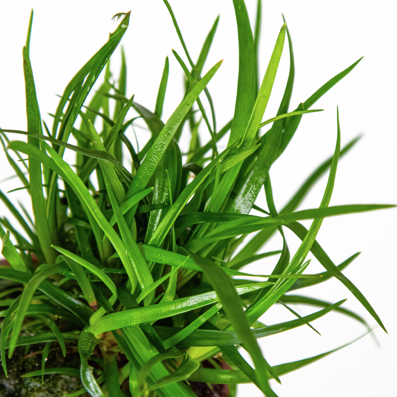 Eriocaulon sp. VIETNAM POT