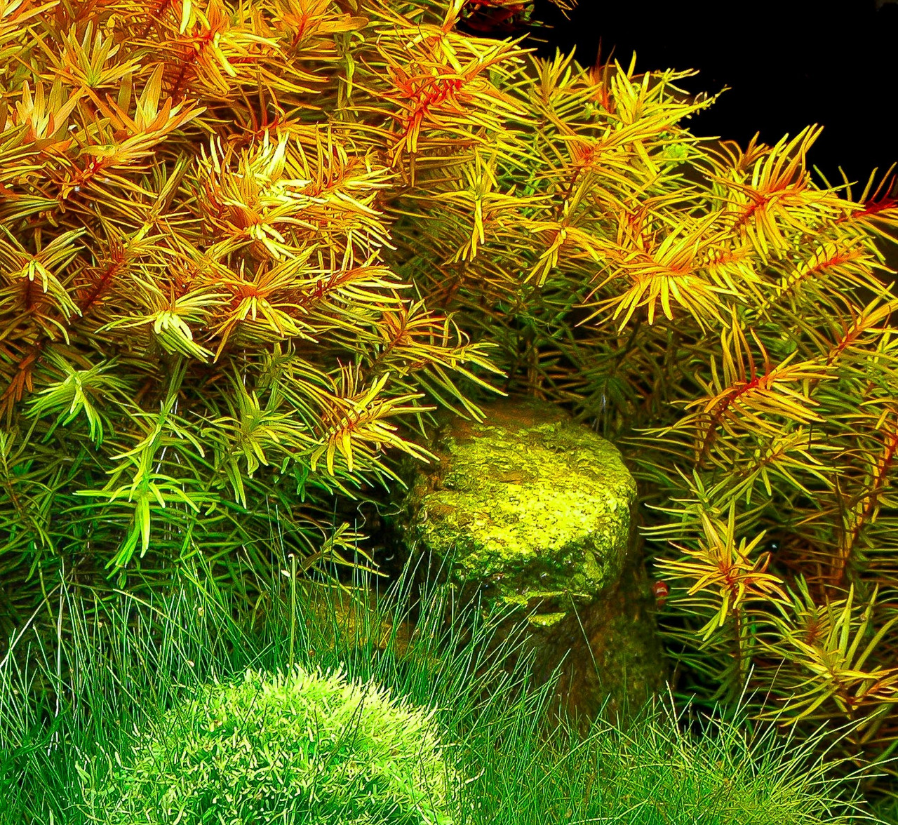 Lebendige Unterwasserlandschaft mit Pflanzen in Grün-/Gelbtönen, Grasbüschel vorn, nadelartige Pflanzen hinten, moosbedeckter Stein.