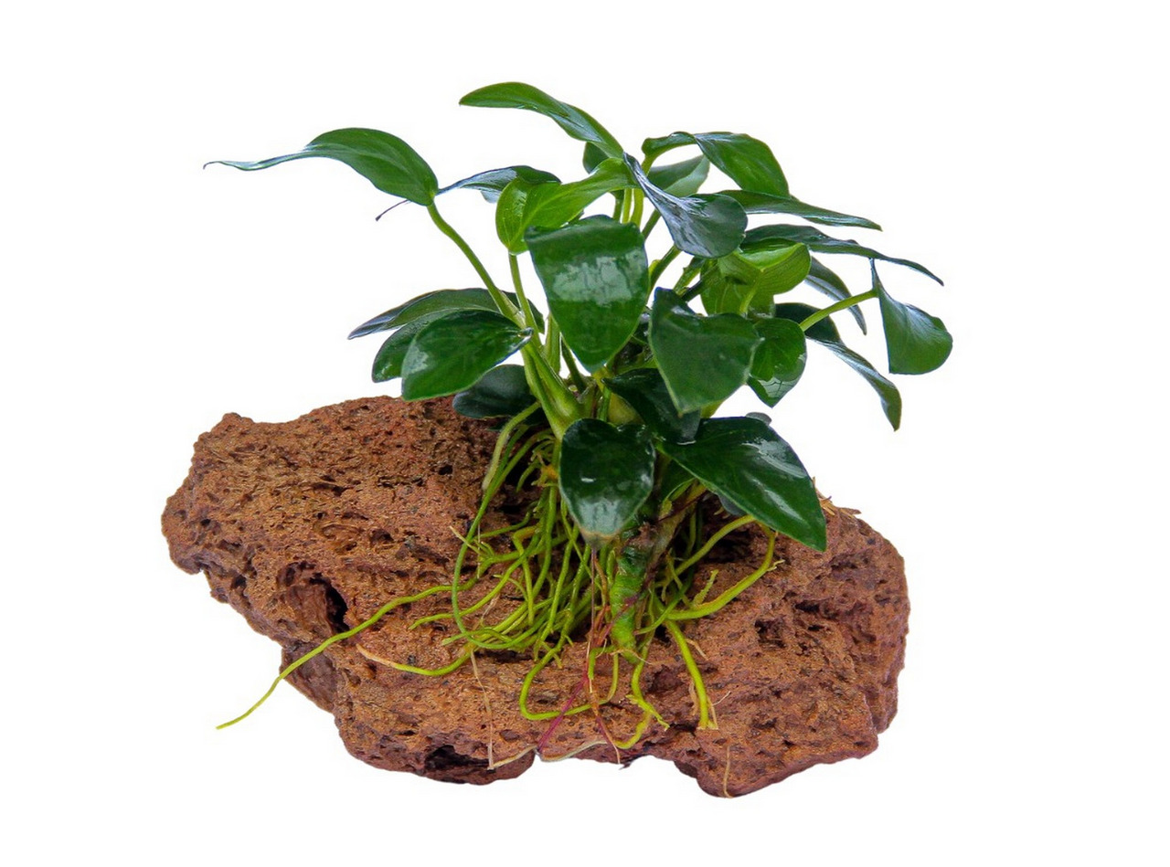 Anubias auf Lavastein, ideal f. Süßwasseraquarien, dunkelgrüne Blätter, pflegeleicht, ästhetisch, Dekoration f. Aquarienliebhaber.