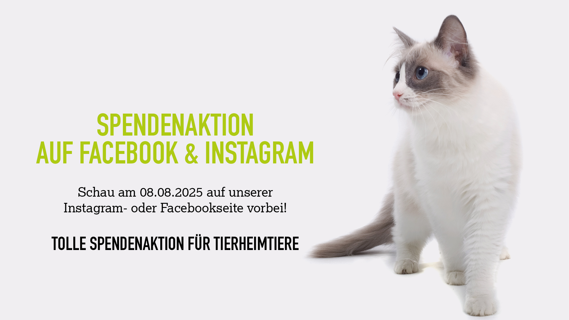 Weltkatzenwoche Banner Spendenaktion Instagram und Facebook