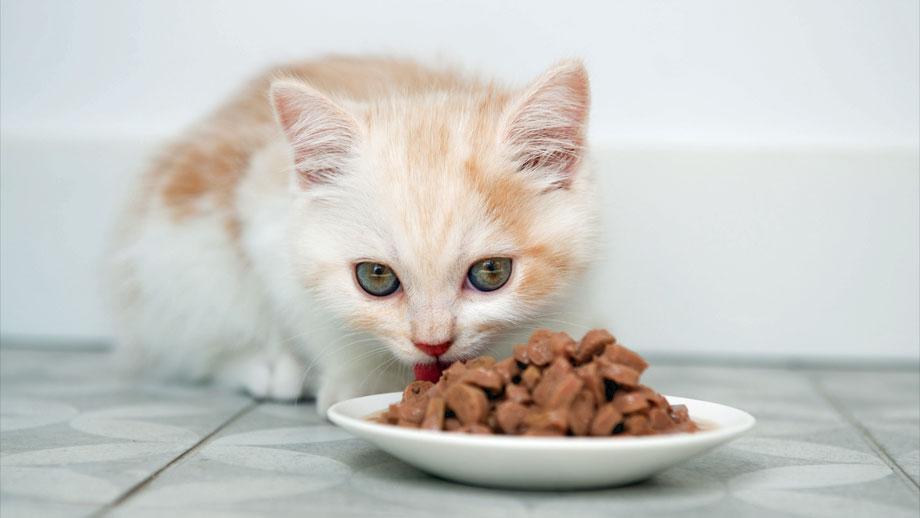 Weißbraunes Kitten frisst Nassfutter aus einem Napf am Boden.